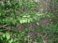 Hobblebush (Viburnum lantanoides or Viburnum alnifilium) - 13