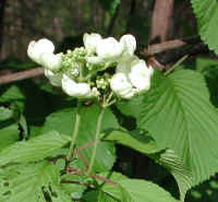 Hobblebush (Viburnum lantanoides or Viburnum alnifilium) - 14a