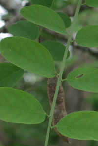 Black Locust (Robinia pseudoacacia L.) - 05b