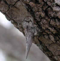 Black Locust (Robinia pseudoacacia L.) - 10
