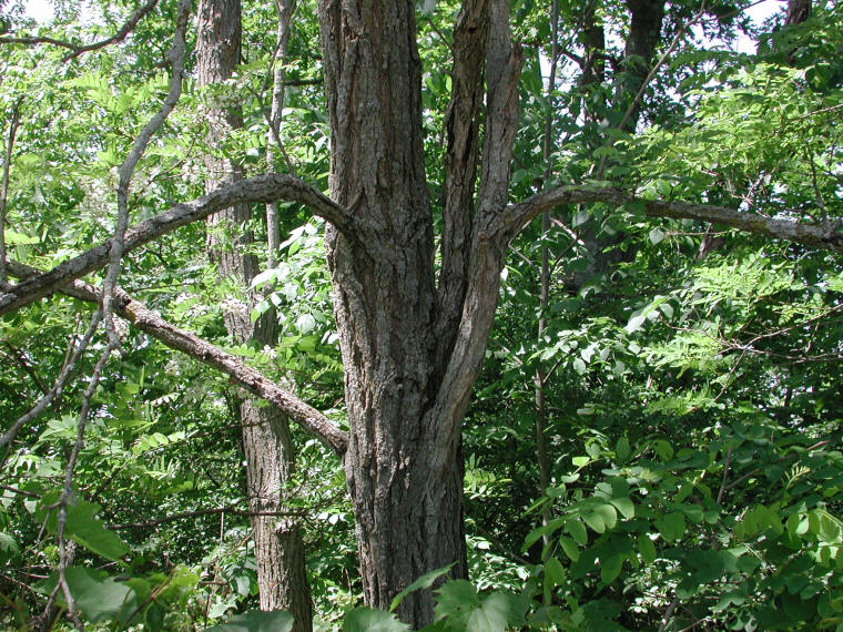Black Locust (Robinia pseudoacacia L.) - 12