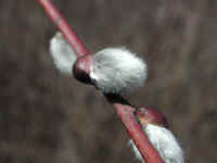 Pussy Willow (Salix discolor) - 03
