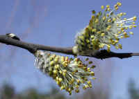 Pussy Willow (Salix discolor) - 04