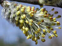 Pussy Willow (Salix discolor) - 04b