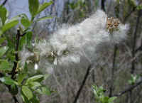 Pussy Willow (Salix discolor) - 10
