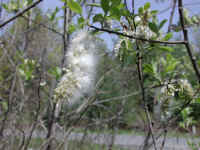 Pussy Willow (Salix discolor) - 13