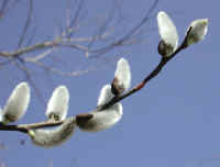 Pussy Willow (Salix discolor) - 19