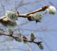 Pussy Willow (Salix discolor) - 28a