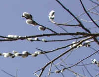 Pussy Willow (Salix discolor) - 32a
