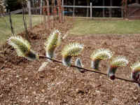 Pussy Willow (Salix discolor) - 37
