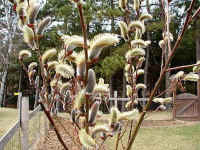 Pussy Willow (Salix discolor) - 38