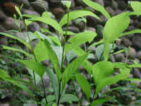 Spice Bush (Lindera benzoin) - 11