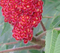 Sumac, Staghorn (Rhus typhina) - 02a