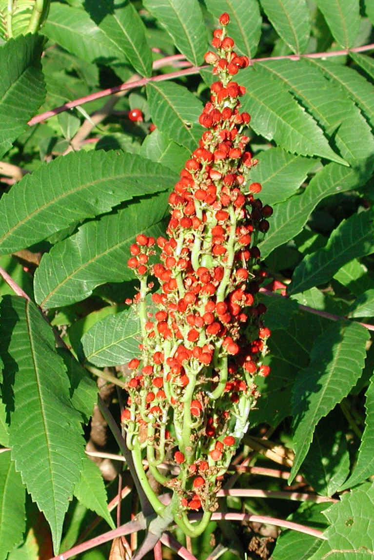 Staghorn Sumac (Rhus typhina) - 05a