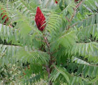 Sumac, Staghorn (Rhus typhina) - 06a