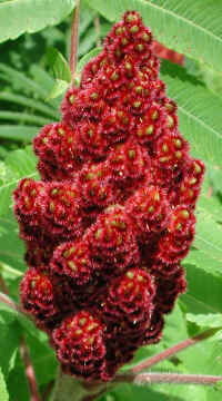 Sumac, Staghorn (Rhus typhina) - 07a