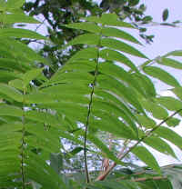 Sumac, Staghorn (Rhus typhina) - 13a