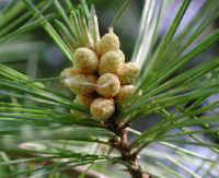 White Pine (Pinus strobus)