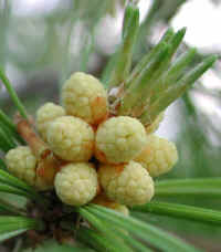 White Pine (Pinus strobus) - 03