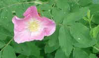 Wild Rose (Rosa carolina L. )