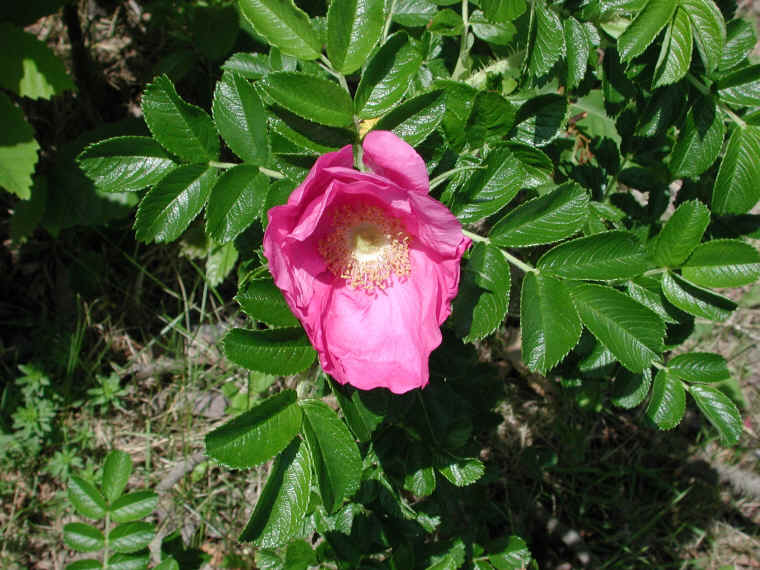 Wild Rose (Rosa Rugosa) - 05