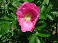 Wild Rose (Rosa Rugosa)