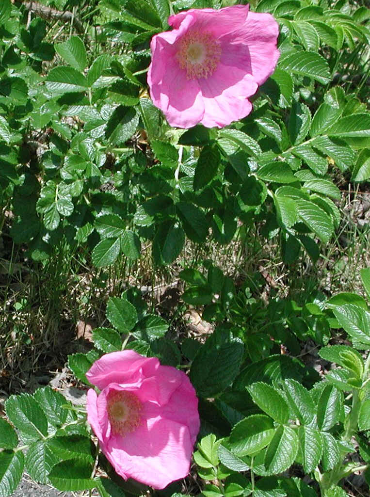 Wild Rose (Rosa Rugosa) - 07a