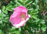 Wild Rose, Rosa Rugosa - 08a