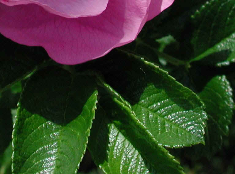 Wild Rose (Rosa Rugosa) - 09a
