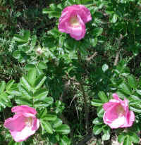 Wild Rose, Rosa Rugosa - 10