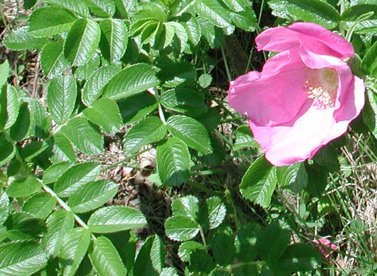 Wild Rose (Rosa Rugosa) - 10a