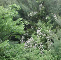Wild Rose, Small White Rambling (Rosa multiflora) - 06