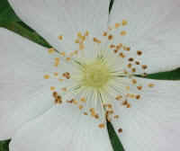 Wild Rose, Small White Rambling (Rosa multiflora) - 09a