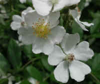Wild Rose, Small White Rambling (Rosa multiflora) - 03