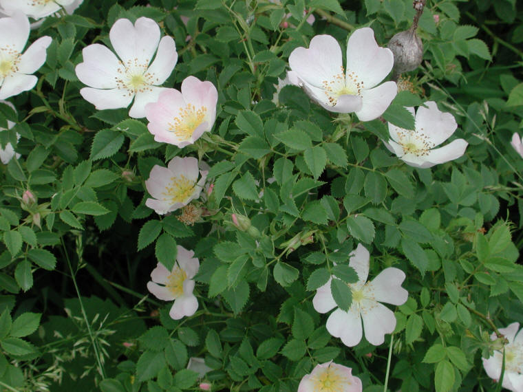 Wild Rose, Small Pink Rambling (Rosa multiflora) - 01