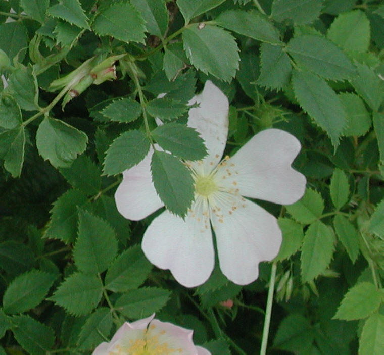 Wild Rose, Small Pink Rambling (Rosa multiflora) - 01a