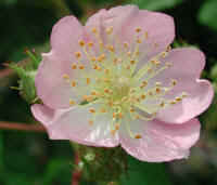 Wild Rose, Small Pink Rambling (Rosa multiflora) - 10