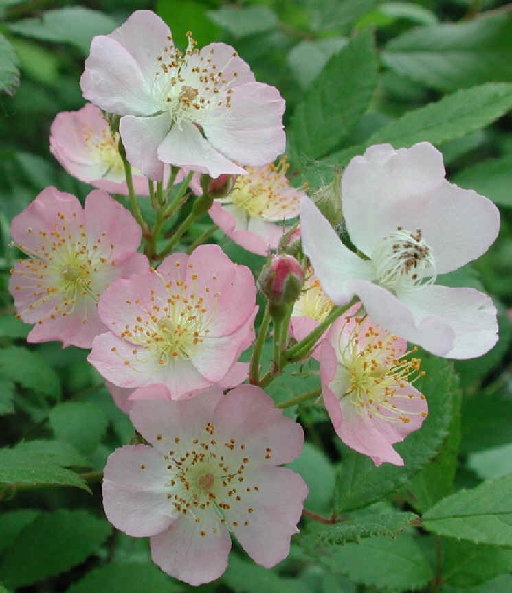 Wild Rose, Small Pink Rambling (Rosa multiflora) - 07