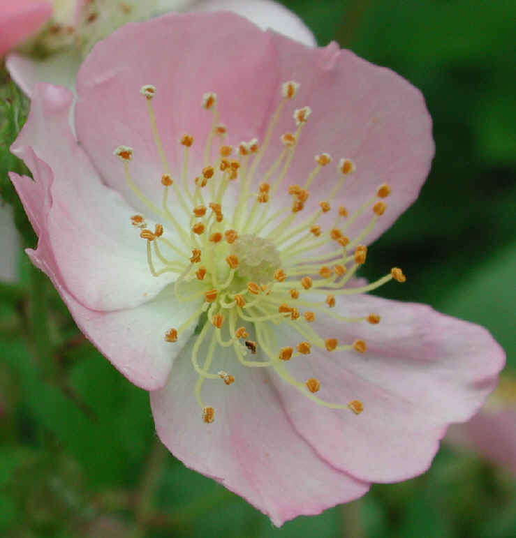 Wild Rose, Small Pink Rambling (Rosa multiflora) - 09