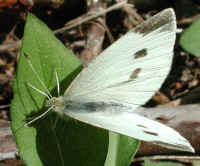 Butterfly, Cabbage White (Pieris rapae)
