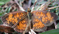 Butterfly, Pearl Crescent (Phyciodes tharos)