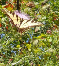 Butterfly - Tiger Swallowtail (Papilio glaucas)