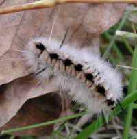 Caterpillar, Hickory Tussock Moth