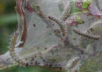 Caterpillar, Eastern Tent