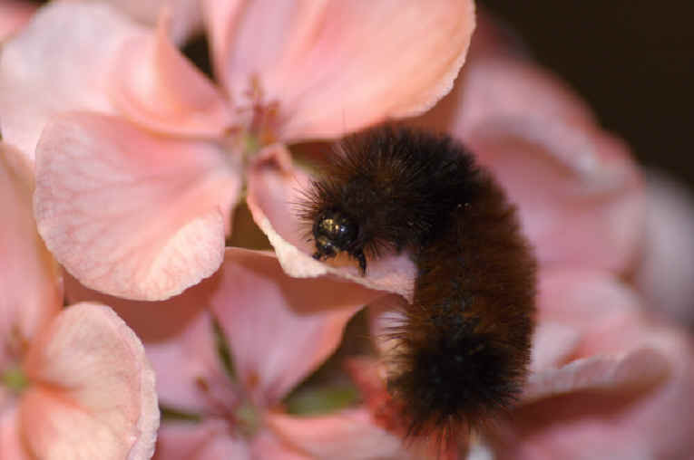 Woolly Bear Caterpillar (Pyrrharctia isabella) - Isabella Tiger Moth Larva - 14