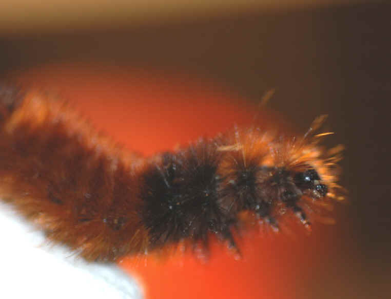 Woolly Bear Caterpillar (Pyrrharctia isabella) - Isabella Tiger Moth Larva - 17