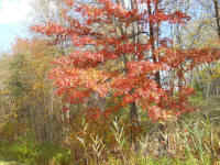 Leaf Peeper's Dream - 17 Oct 2011 - 04