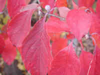 Leaf Peeper's Dream - Flowering Dogwood - 02