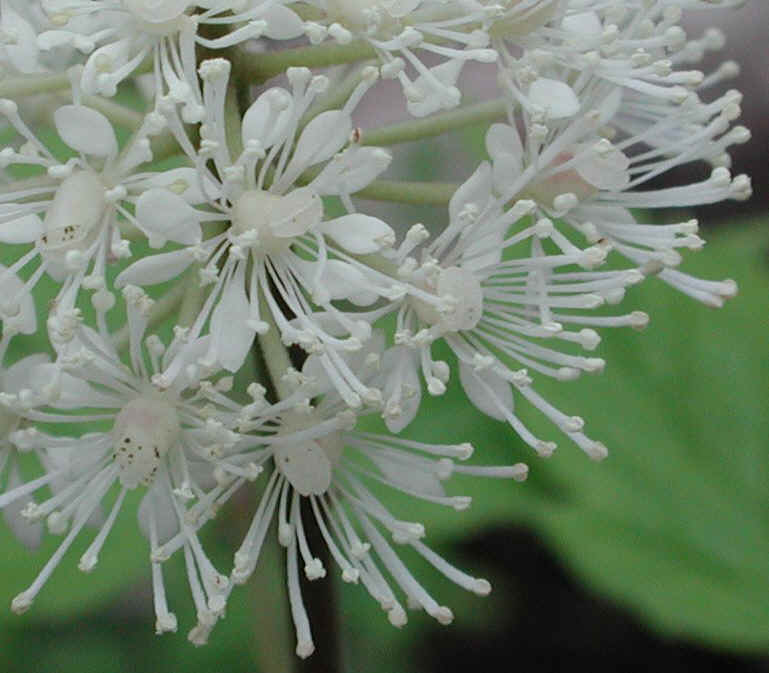 White Baneberry (Actaea pachypoda) - 02a