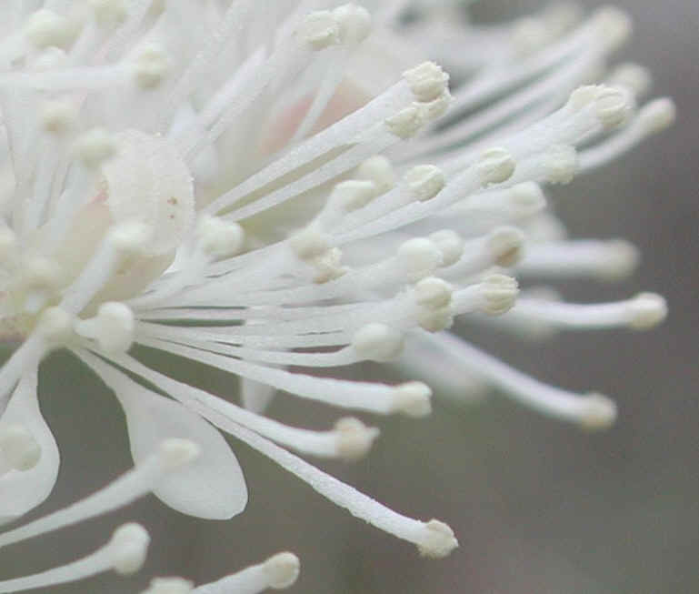 White Baneberry (Actaea pachypoda) - 03a
